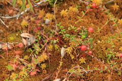 Vaccinium microcarpum