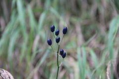 Clintonia udensis