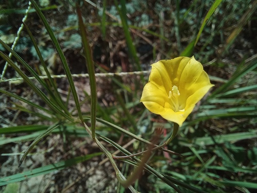 Ipomoea linosepala image