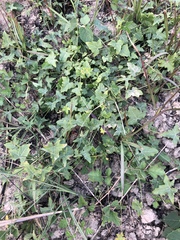 Solena amplexicaulis