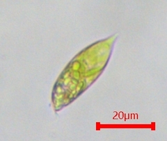 Euglena viridis
