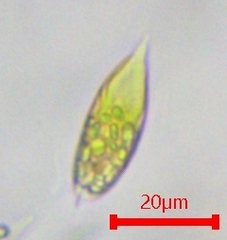Euglena viridis