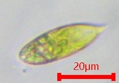Euglena viridis