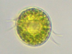 Chlorophyta