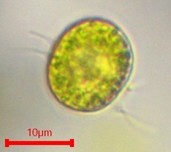 Chlorophyta