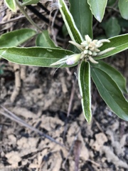 Helicteres angustifolia