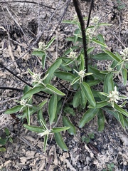 Helicteres angustifolia