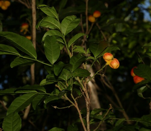 Harpullia pendula