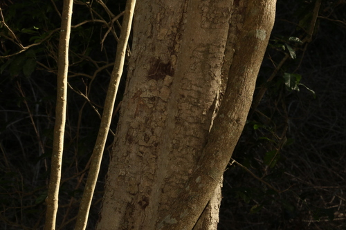Harpullia pendula