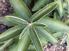 Helicteres angustifolia