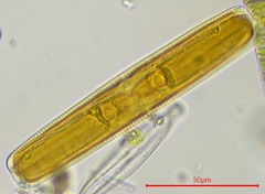 Navicula oblonga
