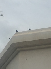 Columba livia domestica