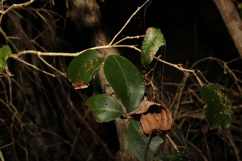 Image of Rhodamnia dumicola by (c) Greg Tasney, some rights reserved (CC BY-SA)