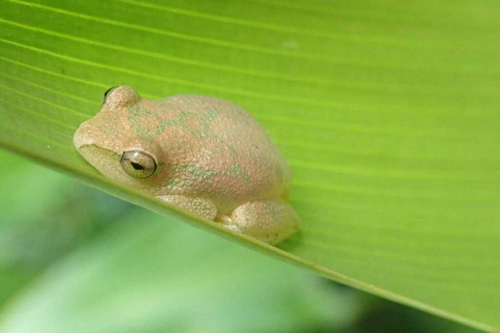 Reed Frogs from Zona Braza, Chongoene, Mozambique on March 15, 2023 at ...