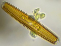 Navicula oblonga