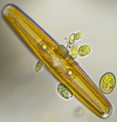 Navicula oblonga