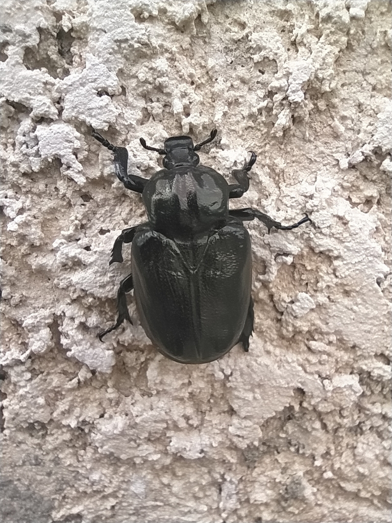 Osmoderma lassallei