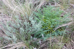 Astragalus wolgensis