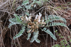 Astragalus testiculatus