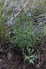 Veronica prostrata