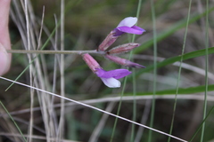 Astragalus macropus