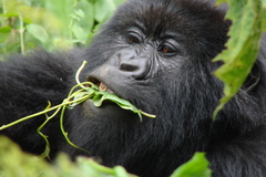 Gorilla beringei beringei