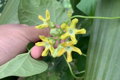 Chinese violet (Telosma cordata)