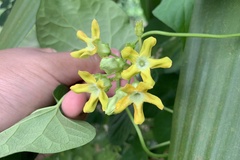 Indian milkweed (Oxystelma)
