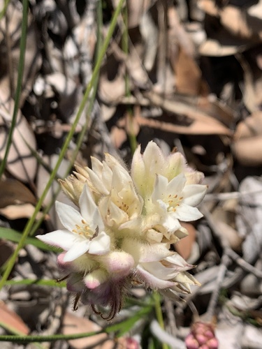 Conostylis setosa (Conostylis setosa)