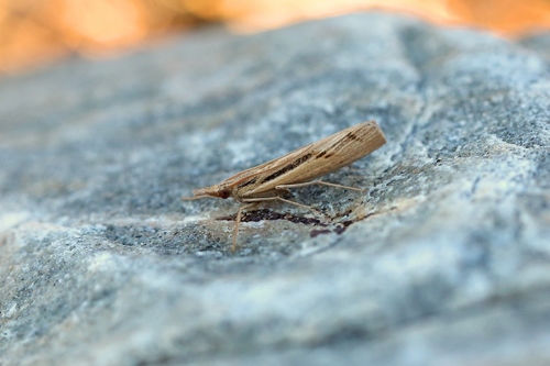 Pediasia aridella Thunberg, 1788