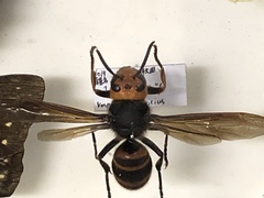 Vespa analis insularis