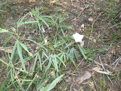 Hibiscus heterophyllus