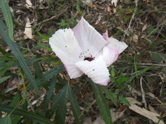 Hibiscus heterophyllus