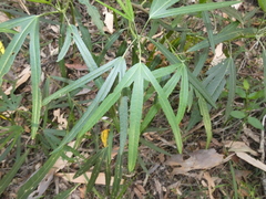 Hibiscus heterophyllus