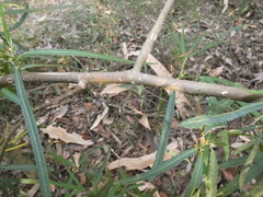 Hibiscus heterophyllus