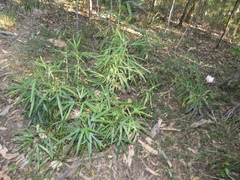 Hibiscus heterophyllus