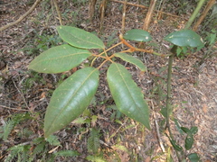 Cissus hypoglauca