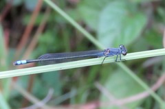 Pseudagrion salisburyense