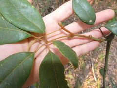 Cissus hypoglauca