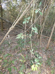 Cissus hypoglauca
