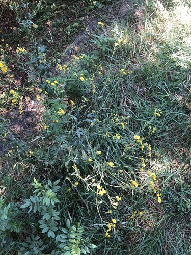 Jacobaea erratica (Jacobaea erratica)
