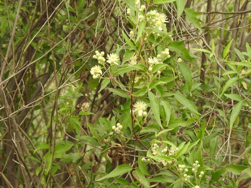 Clematis campestris