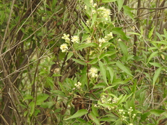 Clematis campestris