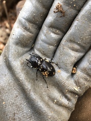 Dorcus rectus rectus