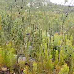 Aspalathus acanthes