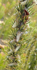 Aspalathus acanthes