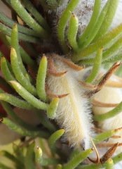 Aspalathus acanthes
