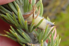 Aspalathus acanthes