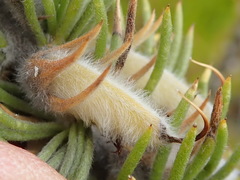 Aspalathus acanthes