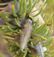 Aspalathus acanthes